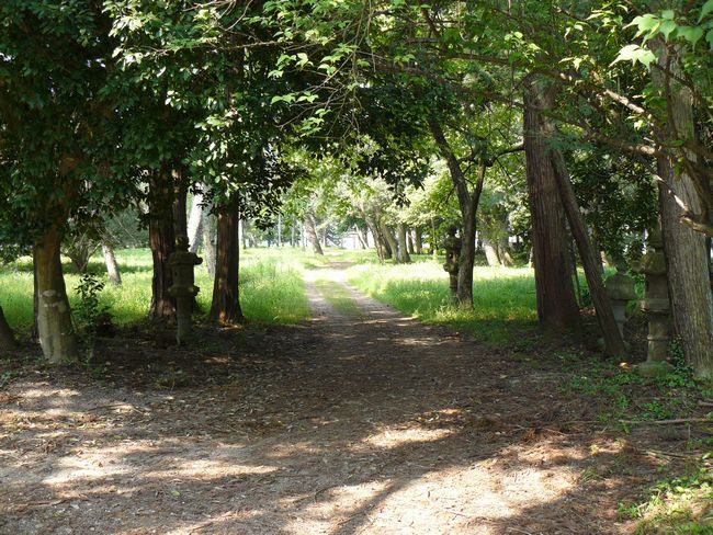 �V�����_��