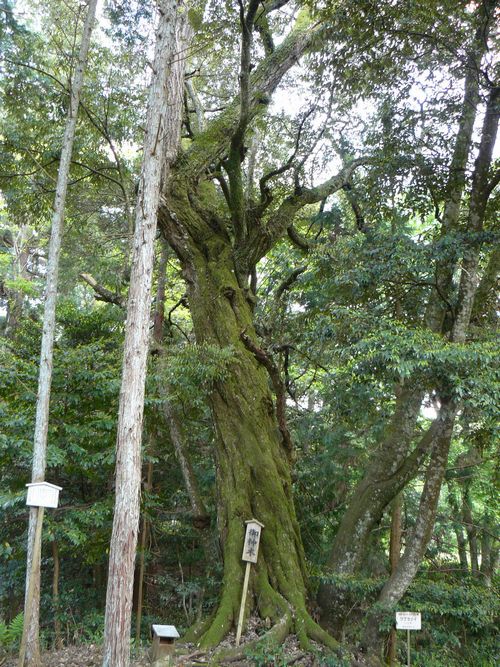 ���Ô����{