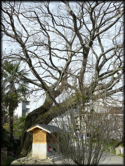 �싽�r�Ȃ̃G�m�L�E�싽�n��