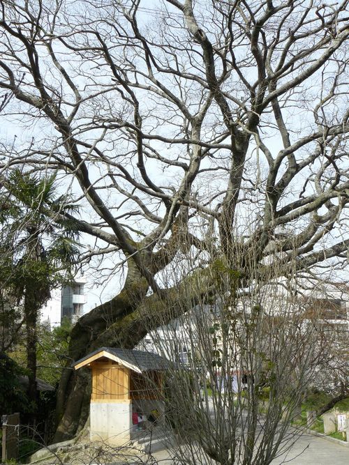 �싽�ΔȂ̃G�m�L�E�싽�n��