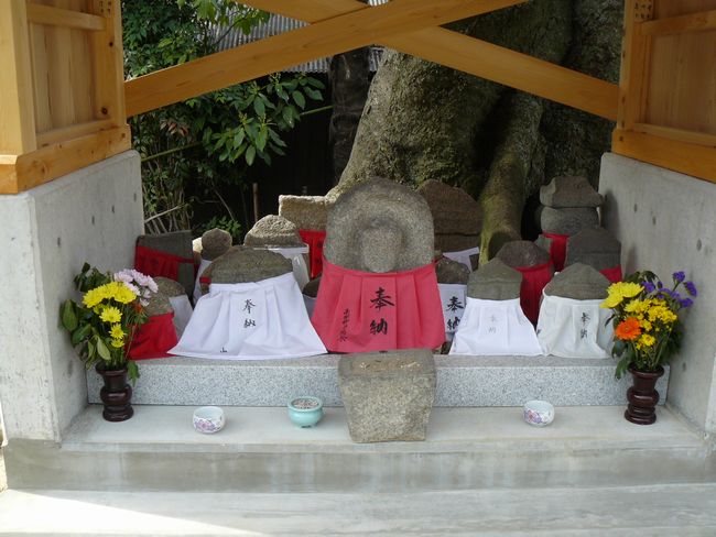 �싽�ΔȂ̃G�m�L�E�싽�n��