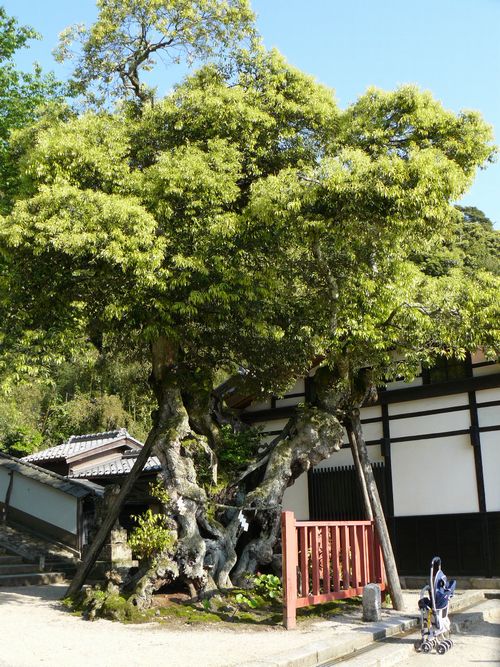 ���g�_��